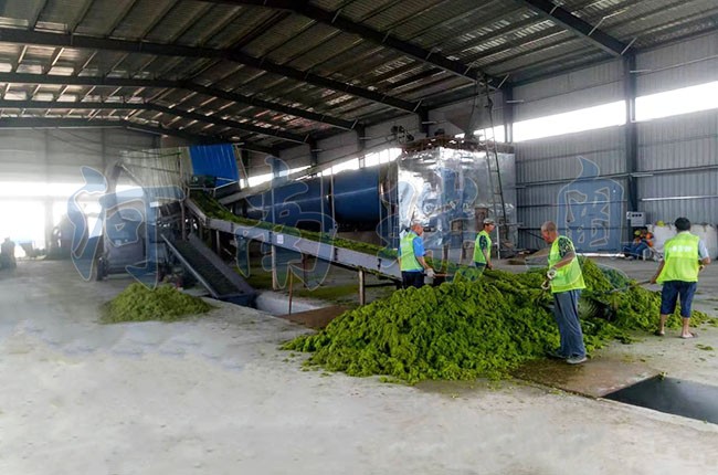 滸苔烘干機如何把滸苔苔蘚變廢為寶？